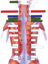 Muscle Diagnostic, Chiropractor, Brick, Muscle Function